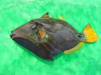 /album/photogallery-ngwe-saung-beach/wer-21-jpg/